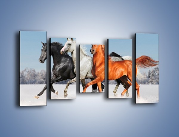 Obraz na płótnie – Konie w kolorach – pięcioczęściowy Z261W2