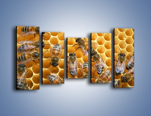 Obraz na płótnie – Pszczoły na plastrze miodu – pięcioczęściowy Z265W2