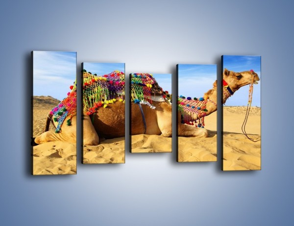 Obraz na płótnie – Wystrojony wielbłąd na pustyni – pięcioczęściowy Z266W2