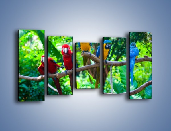 Obraz na płótnie – Obrażona koleżanka w gronie papug – pięcioczęściowy Z269W2