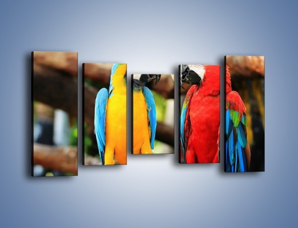 Obraz na płótnie – Ploty papuzie – pięcioczęściowy Z276W2
