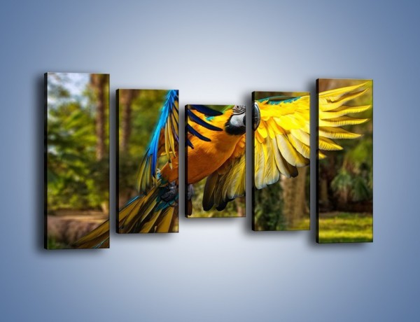 Obraz na płótnie – Rozłożone barwne skrzydła papugi – pięcioczęściowy Z281W2