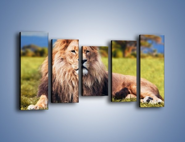 Obraz na płótnie – Dostojny lew na sawannie – pięcioczęściowy Z282W2