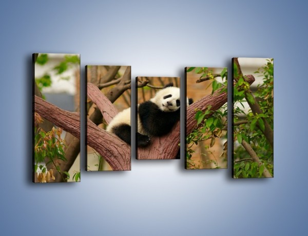 Obraz na płótnie – Sen pandy na drzewie – pięcioczęściowy Z286W2