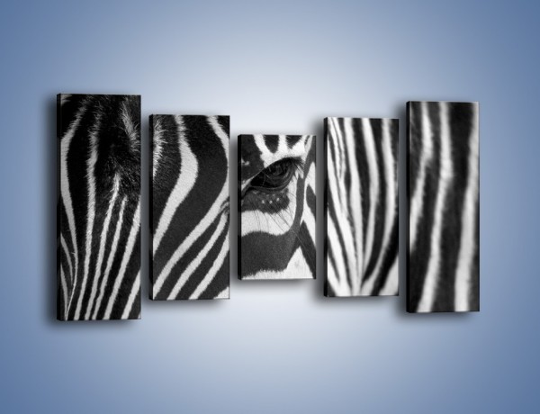 Obraz na płótnie – Zebra z bliska – pięcioczęściowy Z301W2