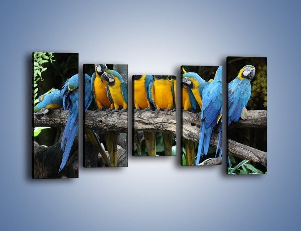 Obraz na płótnie – Narada papuziej rodziny – pięcioczęściowy Z307W2
