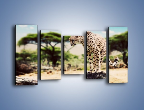 Obraz na płótnie – Cała zwinność geparda – pięcioczęściowy Z315W2
