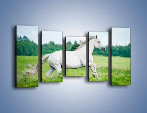 Obraz na płótnie – Biały koń i leśna polana – pięcioczęściowy Z317W2