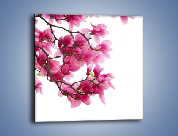 Obraz na płótnie – Kwiat wiśni na drzewie – jednoczęściowy kwadratowy K003