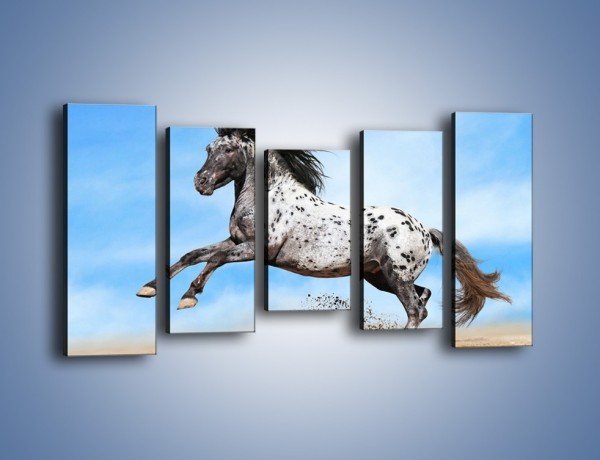 Obraz na płótnie – Rzadko spotykany okaz konia – pięcioczęściowy Z329W2