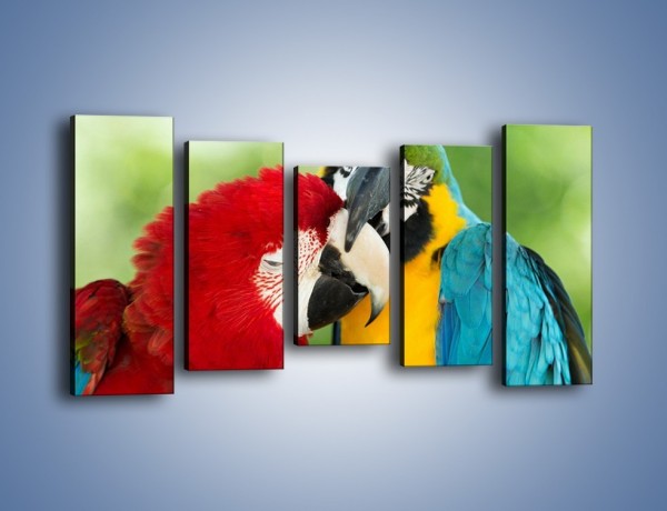 Obraz na płótnie – Miłość między papugami – pięcioczęściowy Z333W2