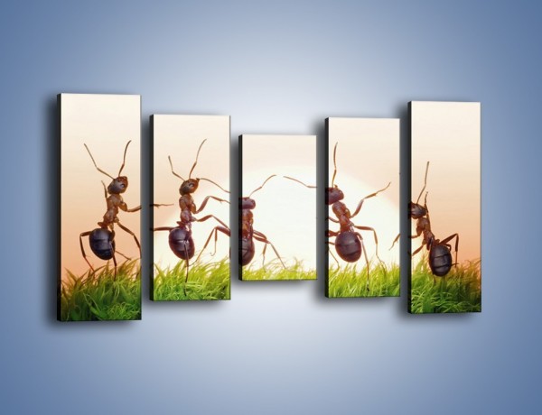 Obraz na płótnie – Taniec mrówek na trawie – pięcioczęściowy Z338W2