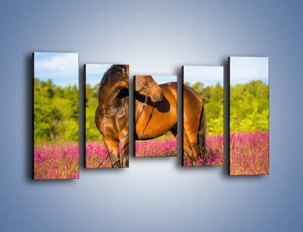 Obraz na płótnie – Koń w lawendowym polu – pięcioczęściowy Z340W2