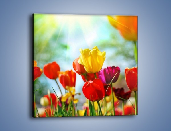 Obraz na płótnie – Pole polskich tulipanów – jednoczęściowy kwadratowy K011