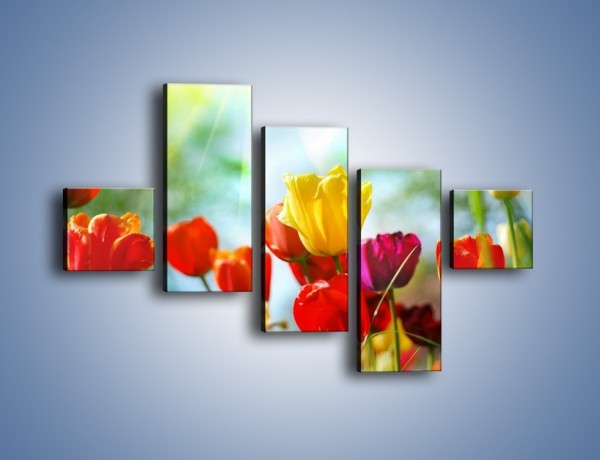 Obraz na płótnie – Pole polskich tulipanów – pięcioczęściowy K011W3