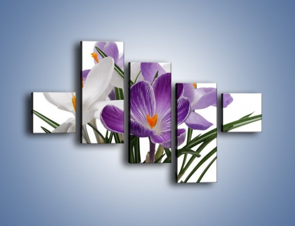 Obraz na płótnie – Biało-fioletowe krokusy – pięcioczęściowy K020W3
