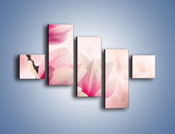 Obraz na płótnie – W pół rozwinięte biało-różowe magnolie – pięcioczęściowy K033W3