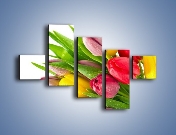 Obraz na płótnie – Kropelki wody na kolorowych tulipanach – pięcioczęściowy K049W3