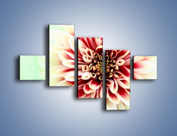 Obraz na płótnie – Rozwinięty jasny kwiat dalii – pięcioczęściowy K098W3