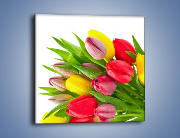 Obraz na płótnie – Kropelki wody na kolorowych tulipanach – jednoczęściowy kwadratowy K049