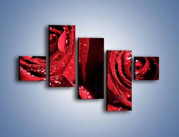 Obraz na płótnie – Róża czerwona jak wino – pięcioczęściowy K170W3