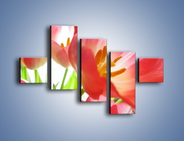 Obraz na płótnie – Rozwinięty tulipan w słońcu – pięcioczęściowy K188W3