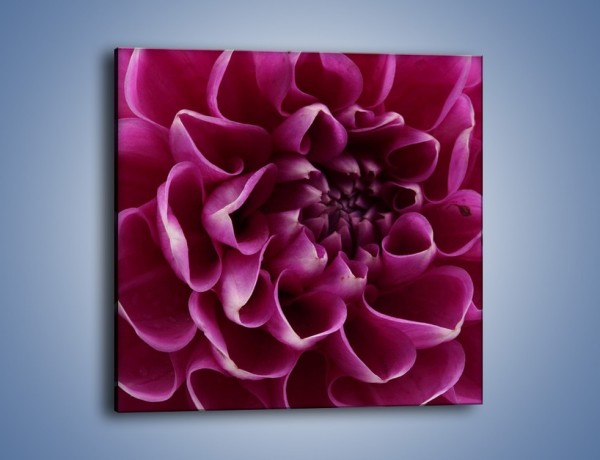 Obraz na płótnie – Dominujący kwiat dalii – jednoczęściowy kwadratowy K056