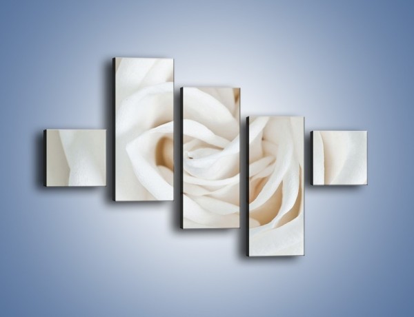 Obraz na płótnie – Biel róży za dnia – pięcioczęściowy K709W3