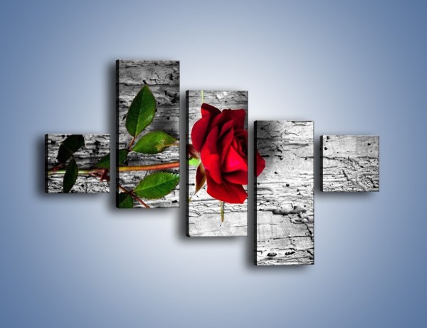 Obraz na płótnie – Róża na surowym tle – pięcioczęściowy K843W3