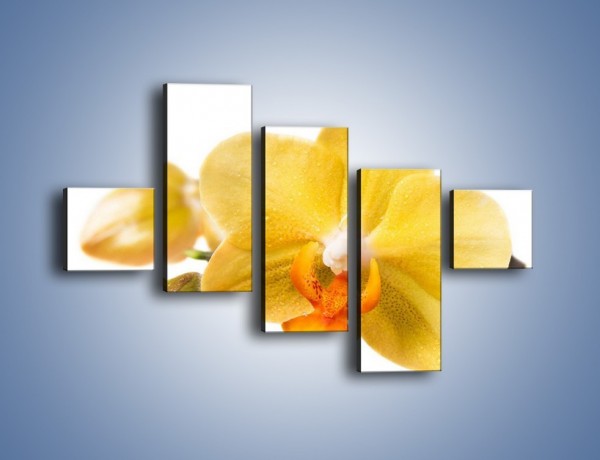 Obraz na płótnie – Kwiat jak soczysta pomarańcza – pięcioczęściowy K851W3