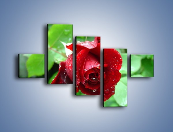Obraz na płótnie – Zdrowa róża w ogrodzie – pięcioczęściowy K875W3