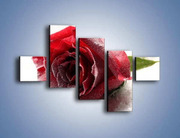 Obraz na płótnie – Zimne podłoże i czerwona róża – pięcioczęściowy K933W3