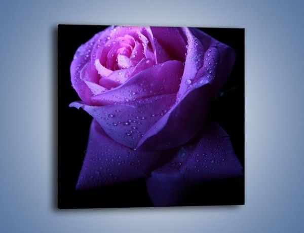 Obraz na płótnie – Róża w samotności – jednoczęściowy kwadratowy K071
