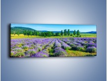 Obraz na płótnie – Zapach lawendy – jednoczęściowy panoramiczny KN1135A