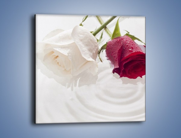 Obraz na płótnie – Róża biała czy czerwona – jednoczęściowy kwadratowy K077