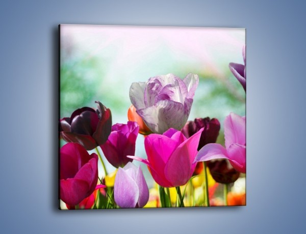 Obraz na płótnie – Tulipany o poranku – jednoczęściowy kwadratowy K081
