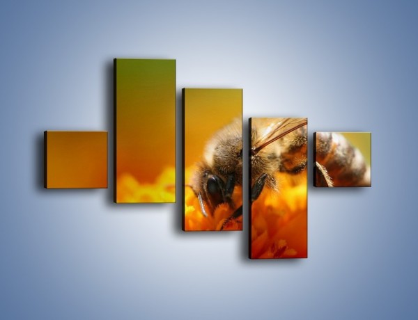 Obraz na płótnie – Pszczoła zbierająca nektar – pięcioczęściowy Z002W3