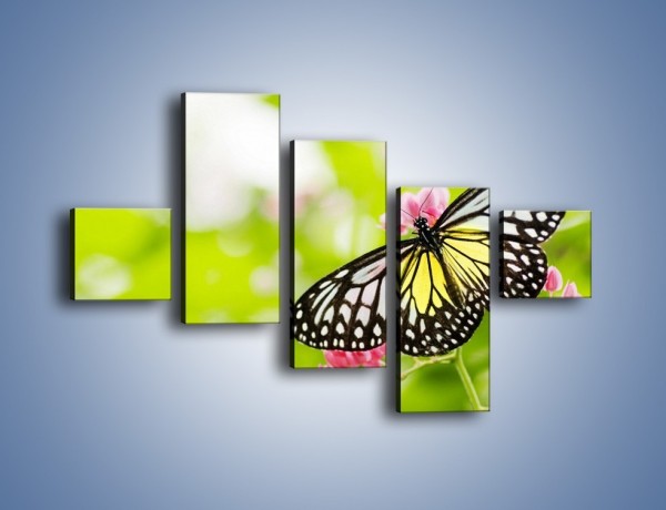 Obraz na płótnie – Motyl w letni poranek – pięcioczęściowy Z004W3