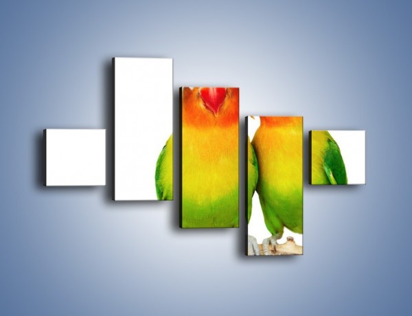 Obraz na płótnie – Sekrety uśmiechniętych papug – pięcioczęściowy Z017W3