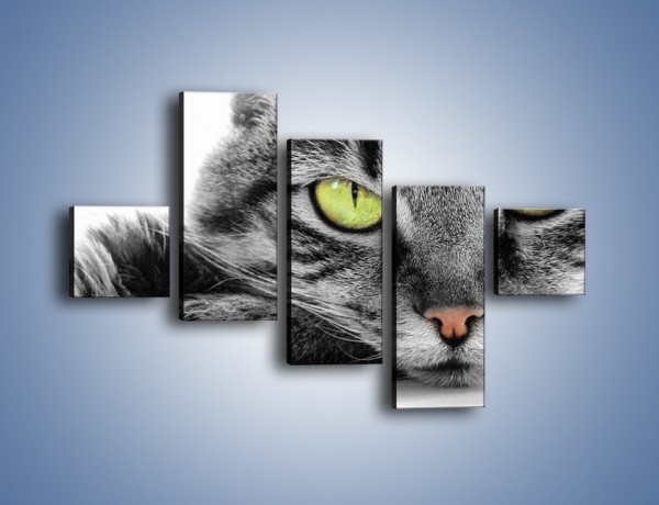 Obraz na płótnie – Obserwujący koci wzrok – pięcioczęściowy Z031W3