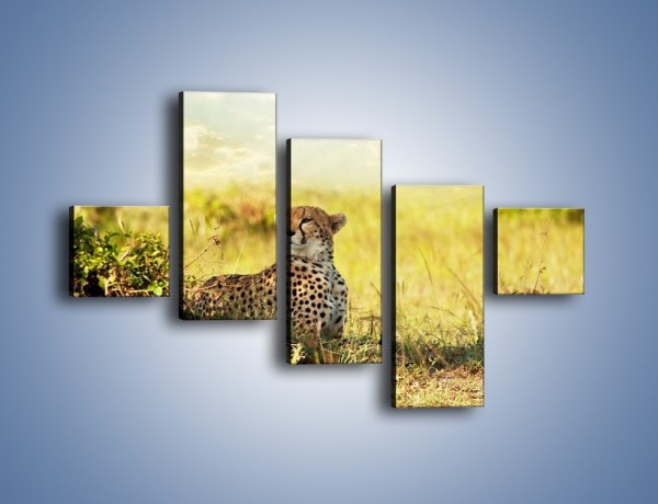 Obraz na płótnie – Relaks z gepardem w cieniu – pięcioczęściowy Z040W3