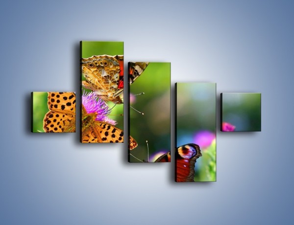 Obraz na płótnie – Świat kolorowych motyli – pięcioczęściowy Z053W3