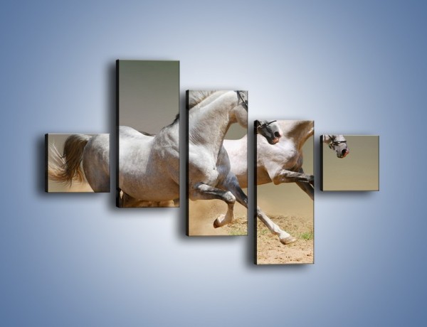 Obraz na płótnie – Białe konie w pustynnym galopie – pięcioczęściowy Z055W3