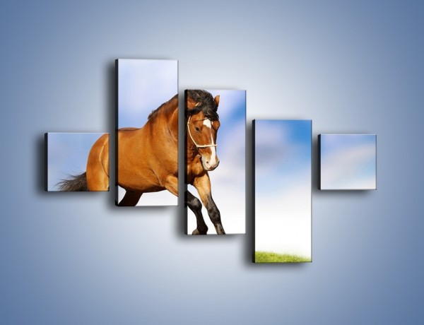 Obraz na płótnie – Przejażdżka na brązowym koniu – pięcioczęściowy Z064W3