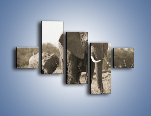 Obraz na płótnie – Wędrówki słoni przez sawannę – pięcioczęściowy Z081W3