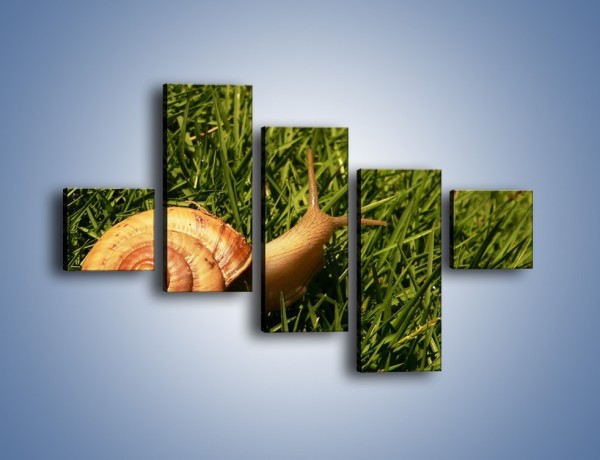 Obraz na płótnie – Z ślimakiem przez łąkę – pięcioczęściowy Z103W3