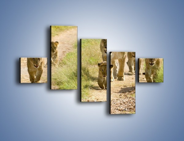 Obraz na płótnie – Spacer z małymi lwiątkami – pięcioczęściowy Z112W3