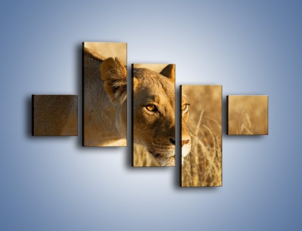 Obraz na płótnie – Polowanie z lwicą – pięcioczęściowy Z132W3