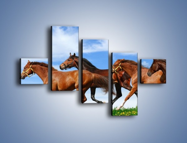 Obraz na płótnie – Galopujące stado brązowych koni – pięcioczęściowy Z172W3