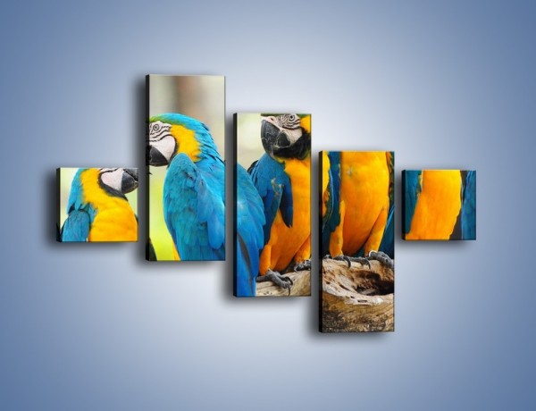 Obraz na płótnie – Pocałunek kolorowej papugi – pięcioczęściowy Z187W3